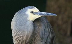 White-faced Heron